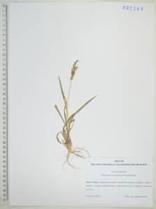 Echinochloa crus-galli subsp. crus-galli, Сибирь, Дальний Восток (S6) (Россия)