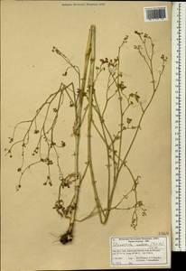 Elaeosticta nodosa (Boiss.) Boiss., Зарубежная Азия (ASIA) (Иран)