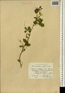 Reinwardtia indica Dumort., Зарубежная Азия (ASIA) (Индия)