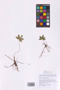 Filipendula digitata (Willd.) Bergmans, Сибирь, Дальний Восток (S6) (Россия)
