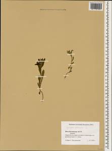 Кривоцвет полевой L., Кавказ, Южная Осетия (K4b) (Южная Осетия)