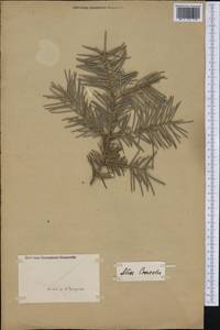 Abies concolor (Gordon) Lindl. ex Hildebr., Америка (AMER) (Неизвестно)