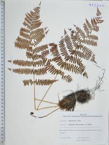 Кочедыжник женский (L.) Roth, Сибирь, Дальний Восток (S6) (Россия)