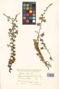 Дифазиаструм ситхинский (Rupr.) Holub, Сибирь, Дальний Восток (S6) (Россия)