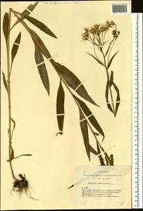 Крестовник дубравный L., Сибирь, Алтай и Саяны (S2) (Россия)