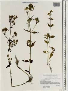 Swertia bimaculata (Sieb. & Zucc.) J. D. Hook. & Thomson ex C. B. Cl., Зарубежная Азия (ASIA) (КНР)