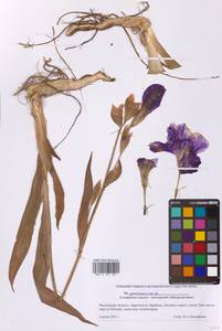 Iris × germanica L., Восточная Европа, Московская область и Москва (E4a) (Россия)