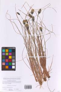 Пушица влагалищная L., Восточная Европа, Московская область и Москва (E4a) (Россия)