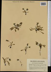 Taraxacum reichenbachii (Huter) Dahlst., Западная Европа (EUR) (Австрия)