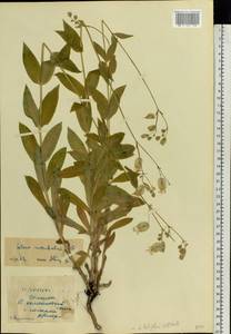 Смолевка обыкновенная, Хлопушка (Moench) Garcke, Восточная Европа, Средневолжский район (E8) (Россия)