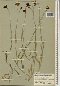 Колокольчик Стевена M.Bieb., Кавказ, Армения (K5) (Армения)