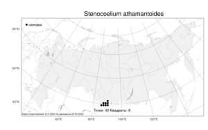 Stenocoelium athamantoides, Стеноцелиум атамантовидный (M. Bieb.) Ledeb., Атлас флоры России (FLORUS) (Россия)