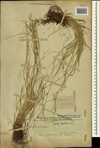 Осока расставленная, Осока раздвинутая L., Кавказ, Азербайджан (K6) (Азербайджан)
