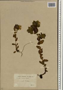 Cerinthe major subsp. major, Зарубежная Азия (ASIA) (Турция)
