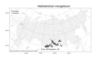 Helictotrichon mongolicum, Овсец монгольский (Roshev.) Henrard, Атлас флоры России (FLORUS) (Россия)