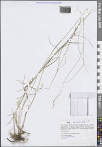 Мятлик дубравный L., Сибирь, Дальний Восток (S6) (Россия)