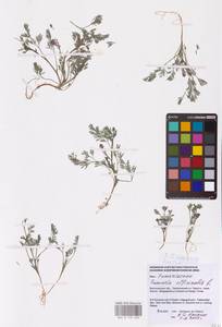 Хохлатка плотная (L.) Clairv., Восточная Европа, Нижневолжский район (E9) (Россия)