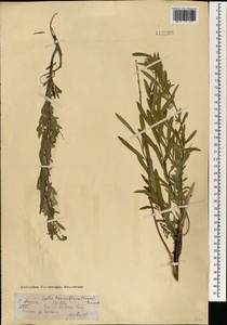 Ива даурская Seemen, Монголия (MONG) (Монголия)