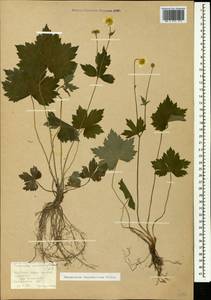 Лютик каппадокийский Willd., Кавказ, Южная Осетия (K4b) (Южная Осетия)