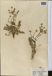 Шренкия влагалищная (Ledeb.) Fisch. & C.A.Mey., Средняя Азия и Казахстан, Северный и Центральный Тянь-Шань (M4) (Киргизия)