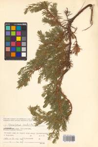 Juniperus rigida subsp. conferta (Parl.) Kitam., Сибирь, Дальний Восток (S6) (Россия)