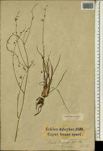 Caesia contorta (L.f.) T.Durand & Schinz, Африка (AFR) (ЮАР)