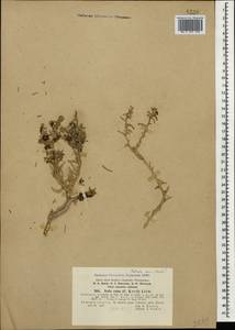 Kaviria cana subsp. cana, Кавказ, Азербайджан (K6) (Азербайджан)