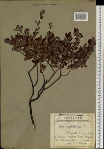 Ива черничная L., Сибирь, Дальний Восток (S6) (Россия)