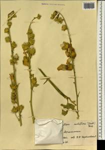 Шток-роза голоцветковая (Lindl.) Boiss., Зарубежная Азия (ASIA) (Афганистан)