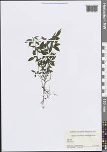 Чина рыхлоцветковая (Desf.) Kuntze, Кавказ, Грузия (K4) (Грузия)