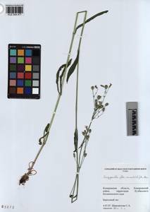 KUZ 004 477, Горицвет кукушкин, кукушкин цвет, Сибирь, Алтай и Саяны (S2) (Россия)