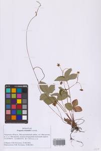 Земляника восточная Losinsk., Сибирь, Дальний Восток (S6) (Россия)