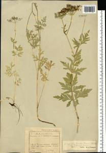 Китагавия терпентиновая (Fisch. ex Spreng.) Pimenov, Сибирь, Прибайкалье и Забайкалье (S4) (Россия)