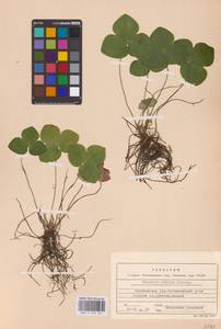 Печеночница благородная Schreb., Восточная Европа, Северо-Западный район (E2) (Россия)