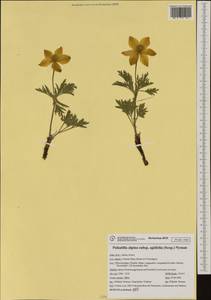 Pulsatilla alpina subsp. apiifolia (Scop.) Nyman, Западная Европа (EUR) (Италия)