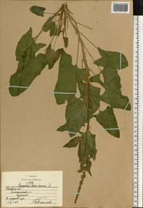 Блитум доброго Генриха (L.) Rchb., Восточная Европа, Московская область и Москва (E4a) (Россия)