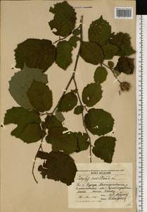 Орешник обыкновенный, Лещина обыкновенная L., Восточная Европа, Молдавия (E13a) (Молдавия)