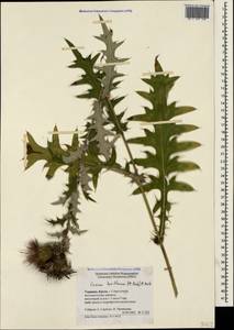 Lophiolepis laniflora (M. Bieb.) Del Guacchio, Bures, Iamonico & P. Caputo, Крым (KRYM) (Россия)