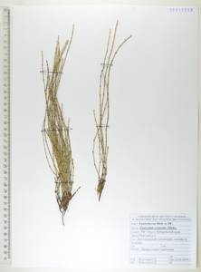 Хвощ камышковый Michx., Сибирь, Дальний Восток (S6) (Россия)