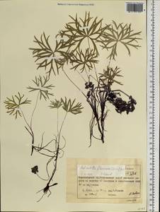 Прострел желтеющий (Zucc.) Zāmelis, Сибирь, Центральная Сибирь (S3) (Россия)