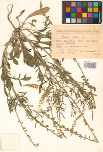 Резеда желтая L., Восточная Европа, Северо-Украинский район (E11) (Украина)