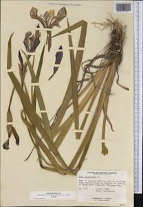 Iris versicolor L., Америка (AMER) (Канада)