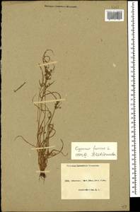 Сыть бурая L., Кавказ, Азербайджан (K6) (Азербайджан)