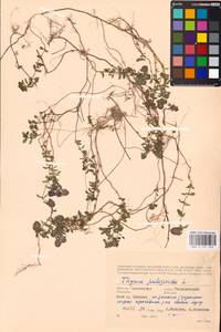 MHA 0 157 433, Тимьян блошиный, Чабрец блошиный L., Восточная Европа, Западный район (E3) (Россия)