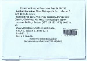 Lophocolea minor Nees, Гербарий мохообразных, Мхи - Дальний Восток (без Чукотки и Камчатки) (B20) (Россия)