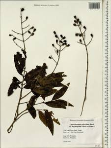 Lagerstroemia calyculata Kurz, Зарубежная Азия (ASIA) (Вьетнам)