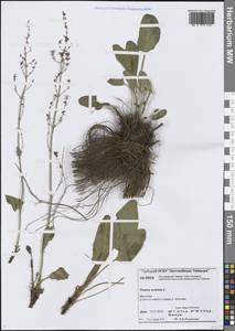 Щавель кислый L., Сибирь, Центральная Сибирь (S3) (Россия)