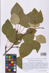 Тополь волосистоплодный Torr. & A.Gray ex Hook., Восточная Европа, Московская область и Москва (E4a) (Россия)
