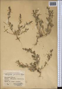 Atriplex pamirica Iljin, Средняя Азия и Казахстан, Памир и Памиро-Алай (M2) (Таджикистан)