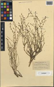 Asperula brevifolia Vent., Зарубежная Азия (ASIA) (Турция)